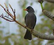 Bulbul de Madagascar