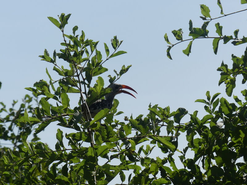 Northern Red-billed Hornbill