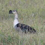 Knob-billed Duck