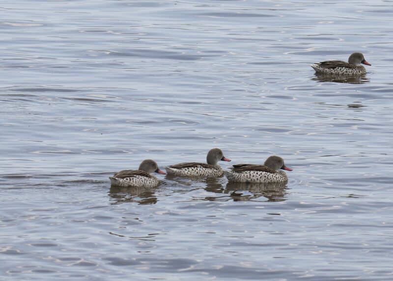 Canard du Cap