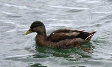 Canard noir