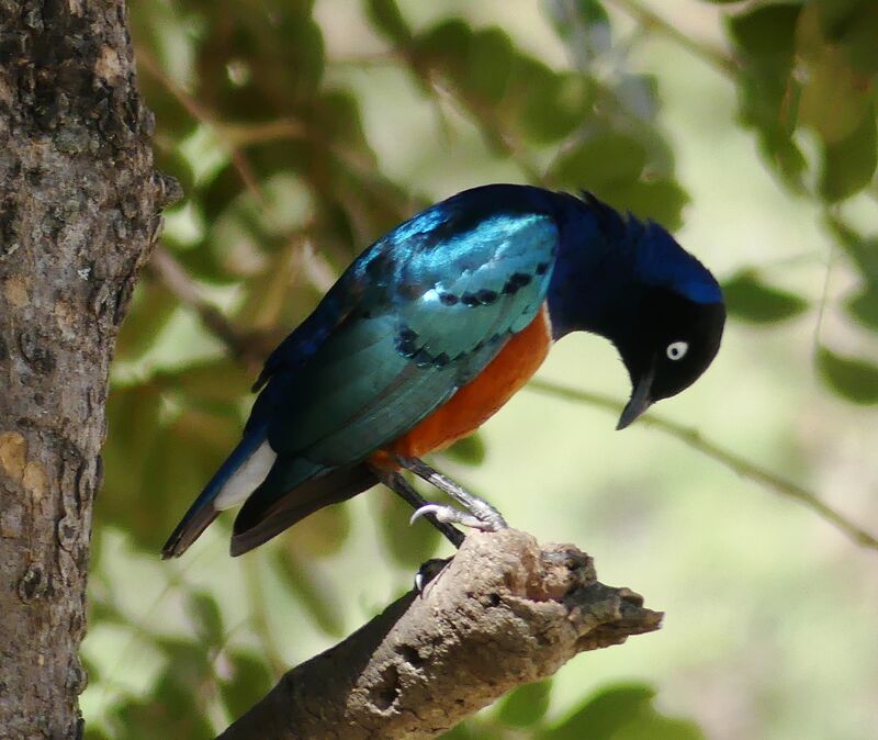 Superb Starling