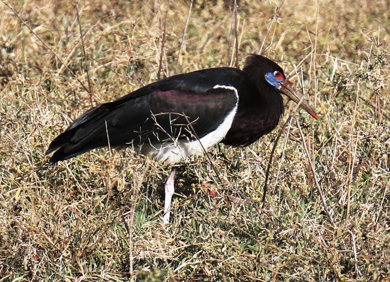 Cigogne d'Abdim