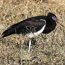 Cigogne d'Abdim