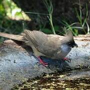 Speckled Mousebird