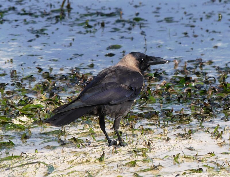 Corbeau familier