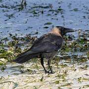 House Crow