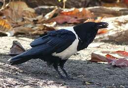 Pied Crow