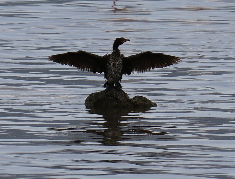 Cormoran africain