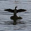 Cormoran africain