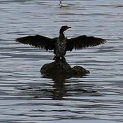 Reed Cormorant