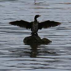 Cormoran africain