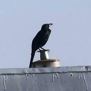 Cape Crow