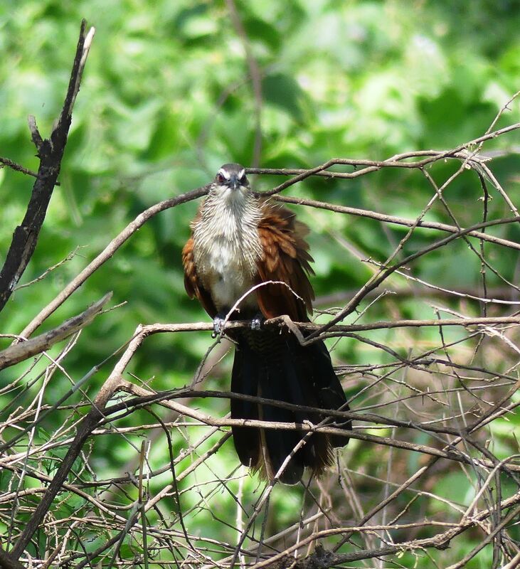 Coucal à sourcils blancs