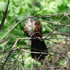 Coucal à sourcils blancs