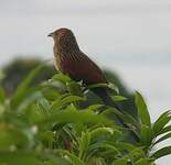 Coucal toulou