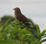 Coucal toulou