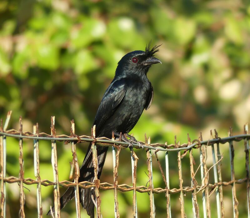 Crested Drongo