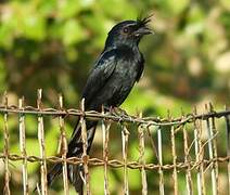 Crested Drongo