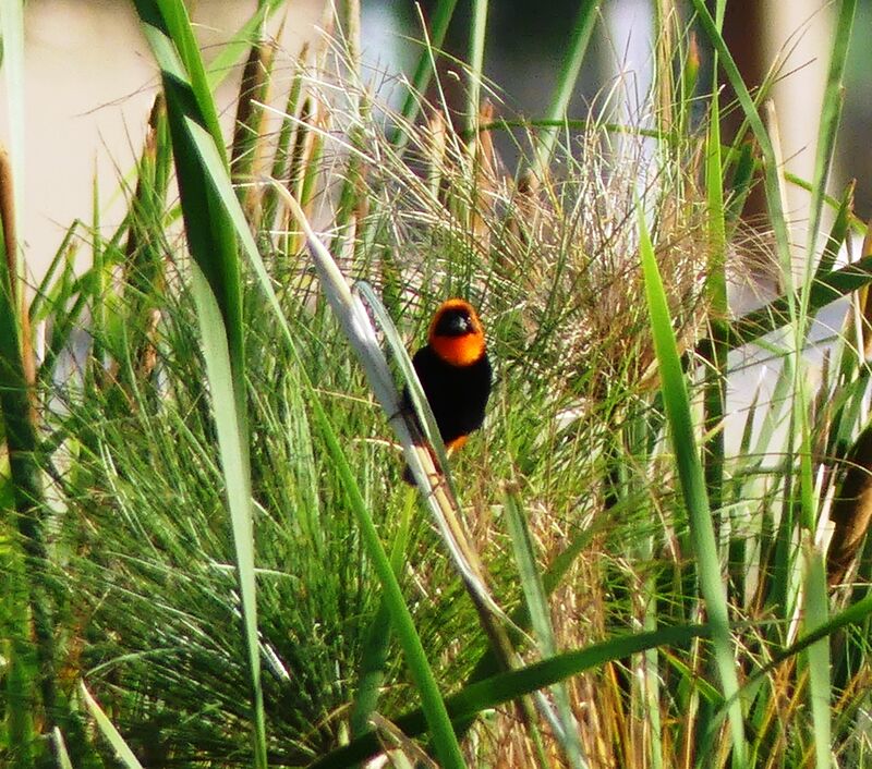 Southern Red Bishop