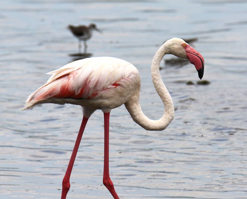 Greater Flamingo