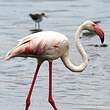 Flamant rose