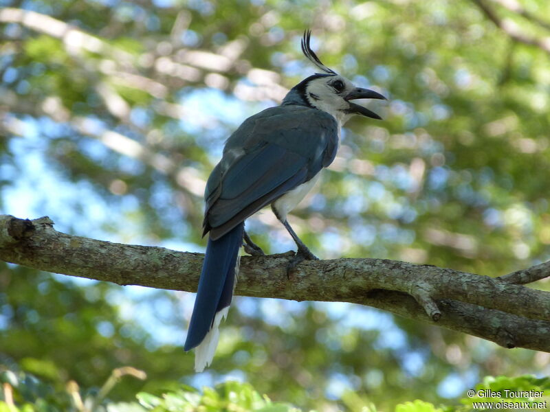 White-throated Magpie-Jay - Pictures, page 1