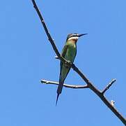 Olive Bee-eater