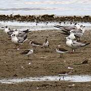 White-winged Tern