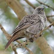 Rufous-tailed Weaver