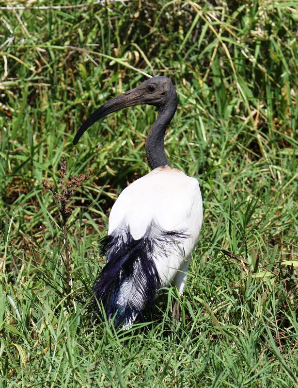 Ibis sacré