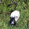 Ibis sacré