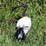 Ibis sacré