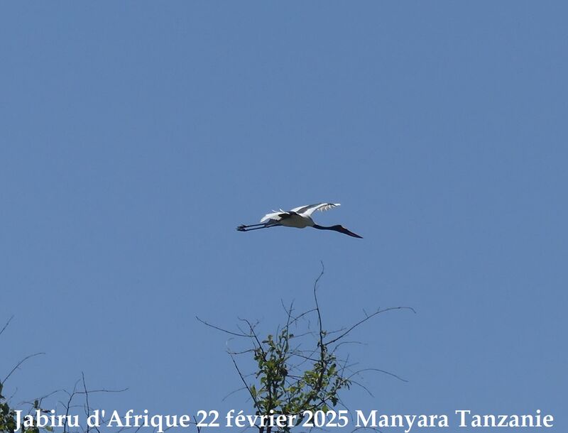 Jabiru d'Afrique