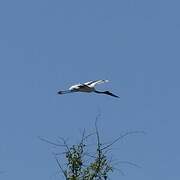 Saddle-billed Stork