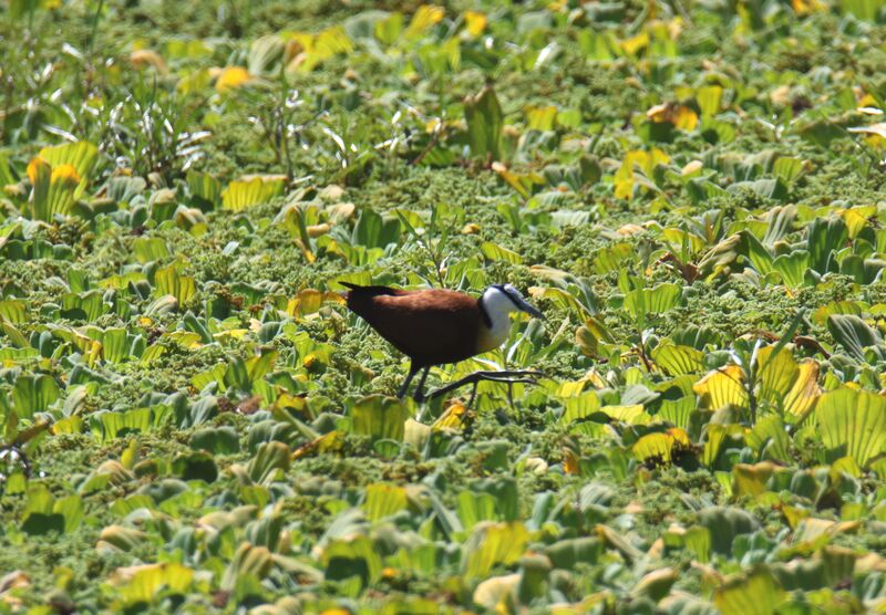 Jacana à poitrine dorée