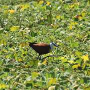 Jacana à poitrine dorée