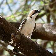 White-browed Sparrow-Weaver