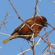 Chestnut Sparrow