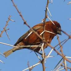 Moineau d'Emin