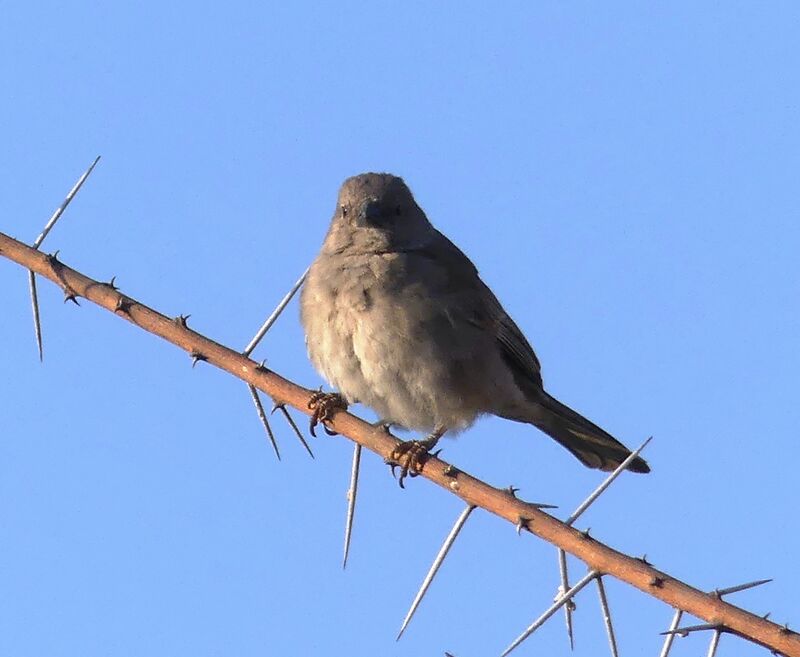 Moineau sud-africain