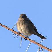 Southern Grey-headed Sparrow