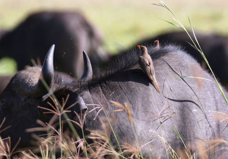 Yellow-billed Oxpecker