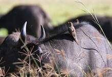 Piqueboeuf à bec rouge