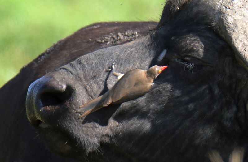 Piqueboeuf à bec rouge