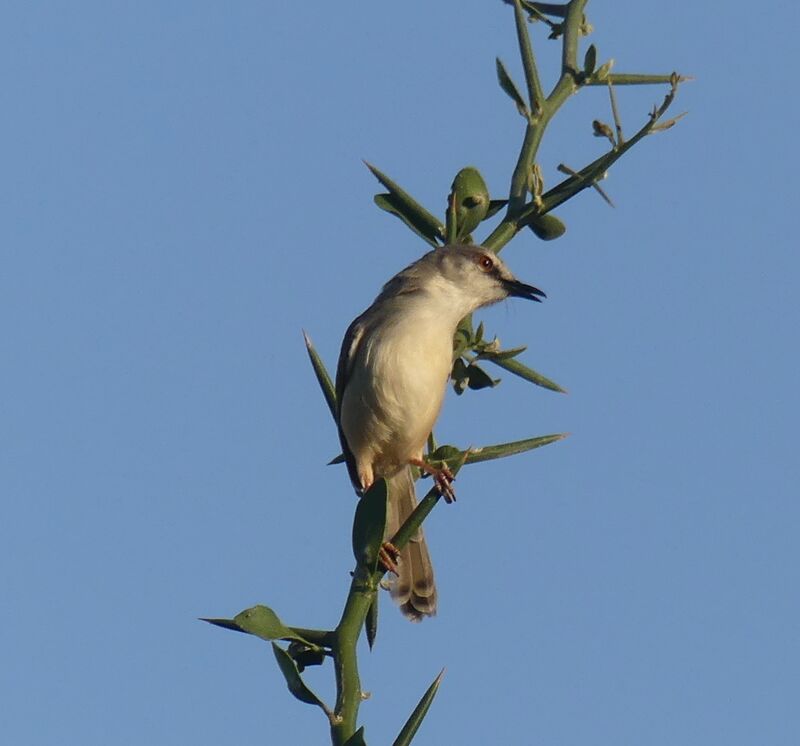 Tawny-flanked Prinia