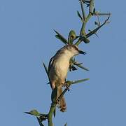 Tawny-flanked Prinia