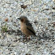 Grey-capped Social Weaver