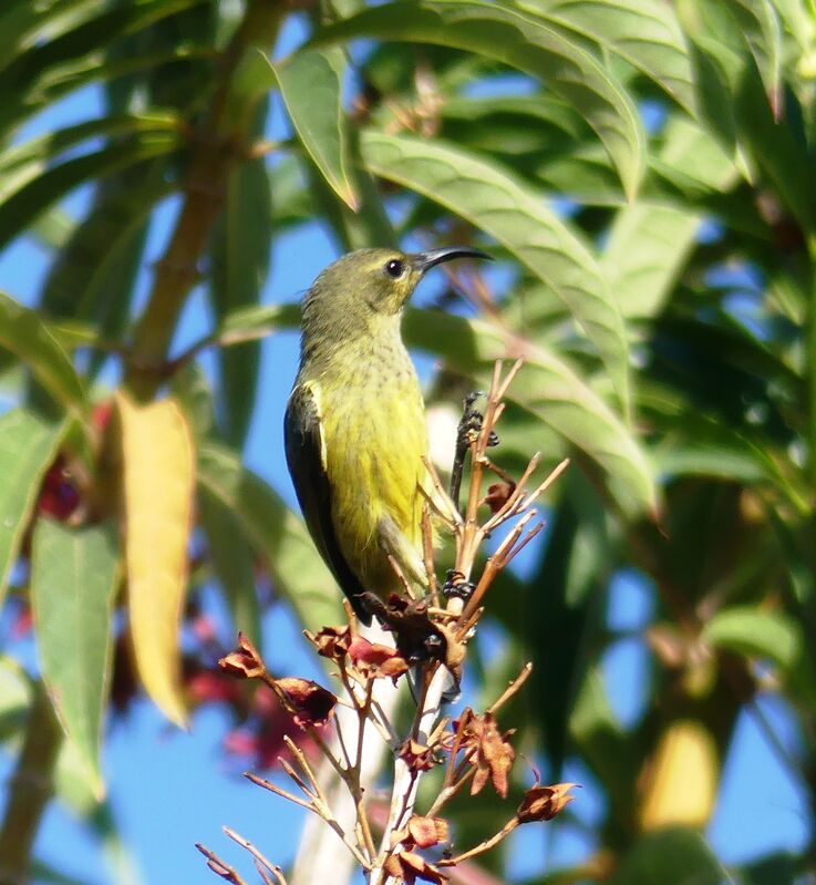 Souimanga Sunbird