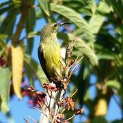 Souimanga Sunbird